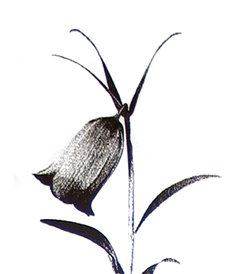 Large Harebell Floral 8