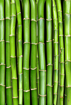 Bamboo