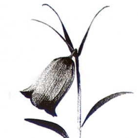 Large Harebell Floral 8