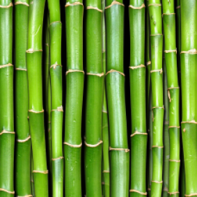 Bamboo