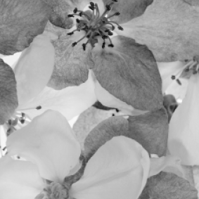 Apple Blossom Grey
