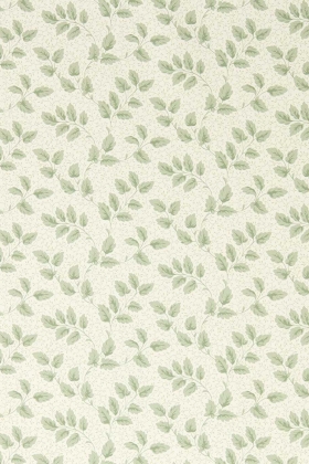 Tomato Leaf willow