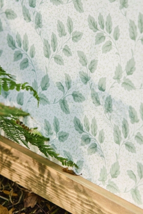 Tomato Leaf willow