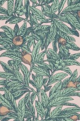 Medlar Rosa